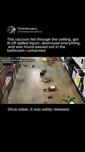 Drunk Raccoon Falls Through Ceiling & Chooses Chaos 🍻 #shorts