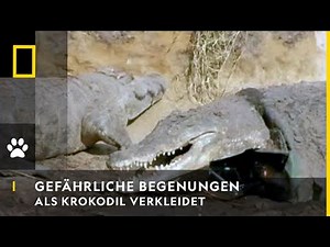 GEFÄHRLICHE BEGEGNUNGEN - Als Krokodil verkleidet | National Geographic