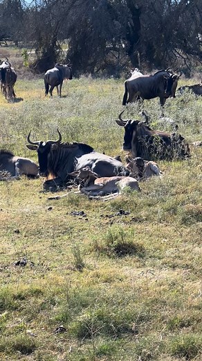 We could watch the wildebeest calves all day. 🥹 #cuteanimals #babyanimals #wildlifepark #fossilrim #glenrosetx | Fossil Rim Wildlife Center