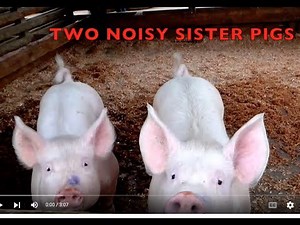 TWO SQUEALING SISTER PIGS (real authentic sounds) FARM LIFE for KIDS / EDUCATIONAL