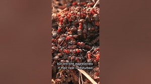 What happens if you touch a red ant?shorts