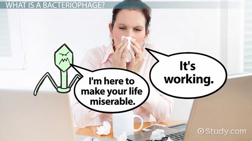 Bacteriophage | Definition, Structure & Types