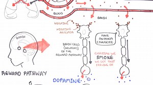 There's more to smoking than old habits. In fact, nicotine is an...