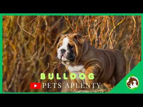 This BULLDOG Has the Most Hilarious Personality Ever