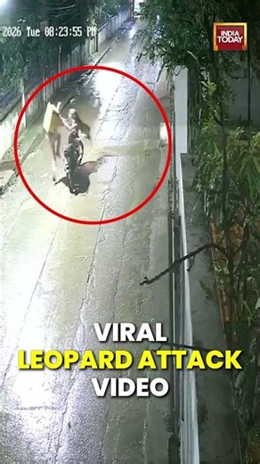 Viral Leopard Attack Video: Delivery Rider’s Narrow Escape In Indore Captured On Camera