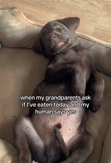Heartwarming Labrador Moments with Grandparents