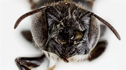Behold the Lucifer bee, named for its devilish horns