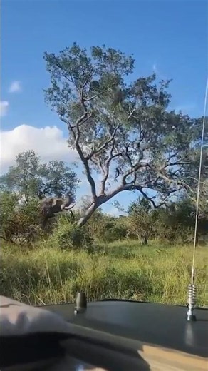 🐘 Elephant vs Tree... It Wasn't Even Close 💀😂 #shorts #usashorts