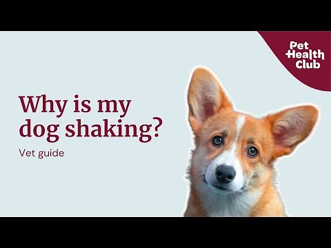 Why is your dog shaking? | How you can help them