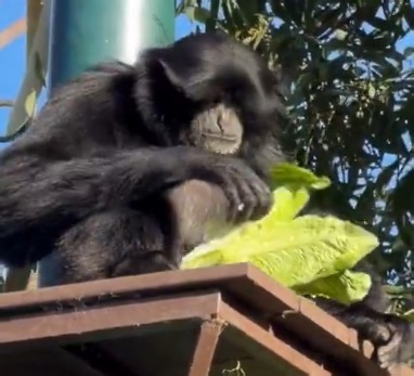 Playful video shows a siamang turning snack time into “extreme lettuce sports” at an Oakland zoo