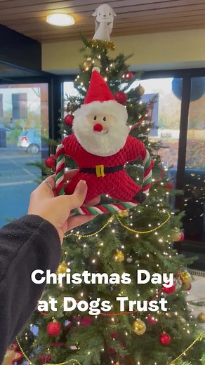 Christmas Day at Dogs Trust Ballymena Rehoming Centre 2022