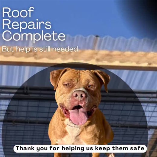 🐶 Yesterday, a maintenance crew came to our rescue and 𝗿𝗲𝗽𝗮𝗶𝗿𝗲𝗱 𝘁𝗵𝗲 𝗿𝗼𝗼𝗳𝘀 𝗼𝗳 𝗼𝘂𝗿 𝗼𝘂𝘁𝗱𝗼𝗼𝗿 𝗸𝗲𝗻𝗻𝗲𝗹𝘀, which were torn off and damaged during last week’s snowstorm. Thanks to your generosity, we have raised almost $1,400, leaving us about $600 short of fully covering this unexpected emergency expense. These roofs are essential to our dogs’ wellbeing. While our dogs are never left outside in freezing temperatures, they rely on these kennels every single day to enjoy