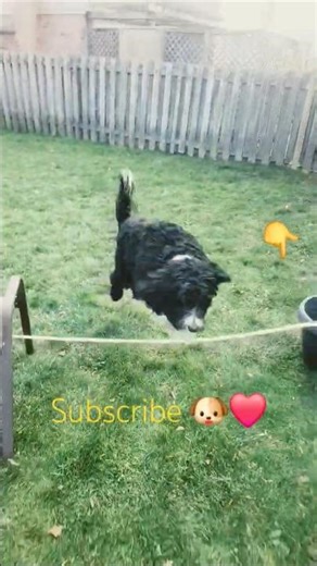 Tucker The Bernedoodle learning to jump over hurdles #dog #puppy #shorts #dogs #dogshorts #love