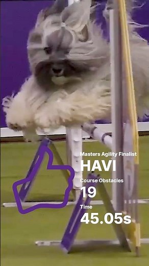Havanese hits the ground running