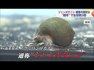 コメを植えた直後から… 例年の3倍！ジャンボタニシ注意報発表 農家の現場は？【佐賀県】 (24/07/04 18:20)