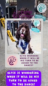 Camp Cocker Rescue on Reels