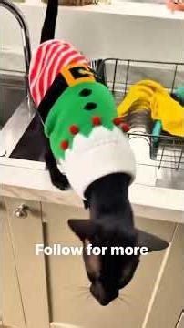 Stop Watch this video🤣😅#grow #fyp #trending #usa🇺🇸 #viralvideos #cat #catcute #furmomcia