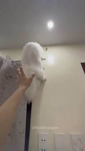 Legendary Tiki Hunter 😭🤣🤣 #juskomeng | Chloe and Casper