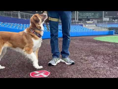 Spring Training (Ruby)