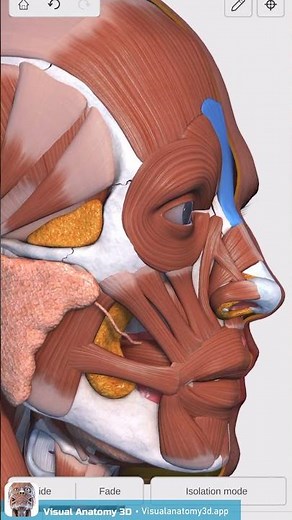 Visual Anatomy 3D - Facts about the Procerus muscle
