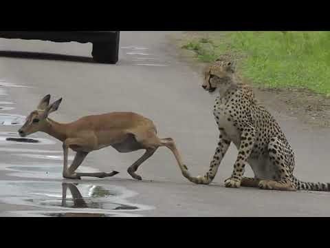 top deadliest showdown cheetah attacks Ever Caught on Camera | Animal Fights