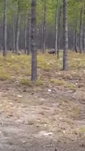 Giant Black Wolf Attacks Man's Dog in Northern Saskatchewan, Canada!