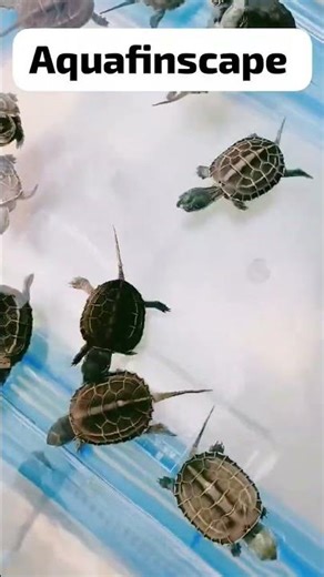 reeves turtle #turtle #turtleaquarium #petturtle #viralreel #viralshortvideo #viralvideo #aquarium