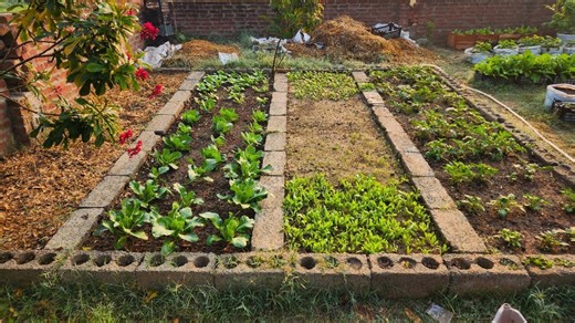 How to Build a Raised Bed with Cinder Blocks – Simple DIY Guide