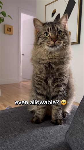 19K views · 973 reactions | Tony is just TOO CUTE 殺❤ (audio credit @pennythegingercat) #reels #reel #rescuecat #rescuekitten #cutecat #cutecats #catlover #catlovers #kitten #domesticcats #petlover #petlovers #catlovers #canadiancats #catsofcanada #tabbycat #funnycatvideos #tonythetabbycat #gigithetabbycat #tonyandgigi #meme #furbaby #floof #catlife #funnycat #hilariouscat #catmomlife #adorablecat | Tony the tabby cat | Facebook