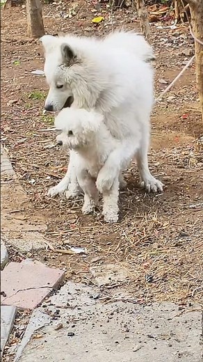 Big and small playing #dogs #dogshorts #play