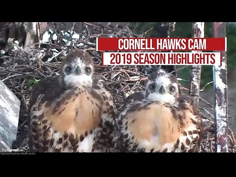 2019 Red-tailed Hawk Cam Highlights