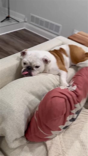 15K views · 1.1K reactions | Weird things Pancake does, part 128 #englishbulldog #funnydog #cutedog #dogsofinstagram | The Baby Pancake | Facebook