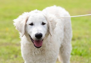 The Hungarian Kuvasz: what to know about this ancient breed - K9 Web