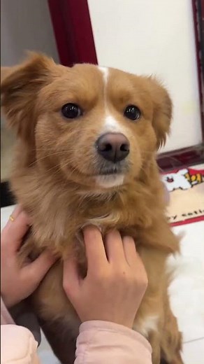 Girl Kisses Her Adorable Dog | Heartwarming Moment You Can’t Miss! 🐶❤️ #CuteDogs #DogLovers #pets