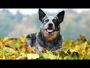 The History of the Australian Cattle Dog Breed Standard