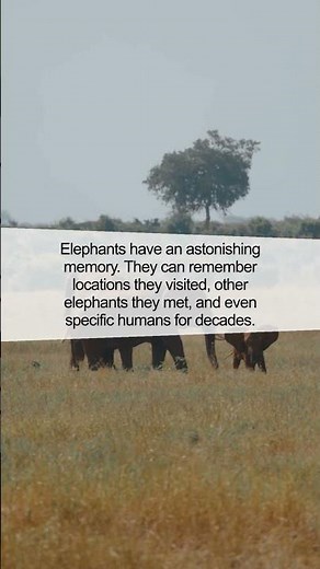 The Amazing Memory of Elephants: Nature's Memory Masters