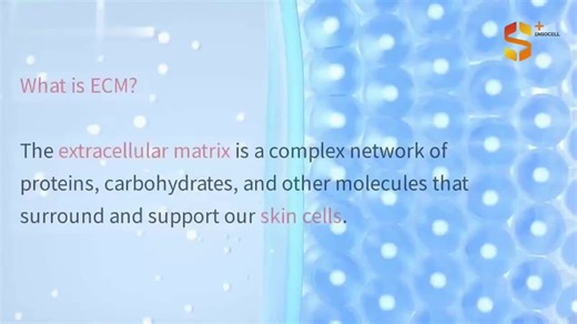 What is ECM? Experience Youthful Skin with S⁺ensocell Science💫 ECM中含量最豐富的蛋白質，佔總膠原含量的约90%，是真皮層的主要成分，其為周圍组織提供支撐和基礎結構，增加皮膚彈性和膠原感。#sensocellimd #ECM外基质 #敏感肌肤 #皮肤屏障受损 #水光針 #3R細胞修復