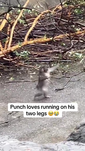Punch the Monkey Wins Hearts Everywhere