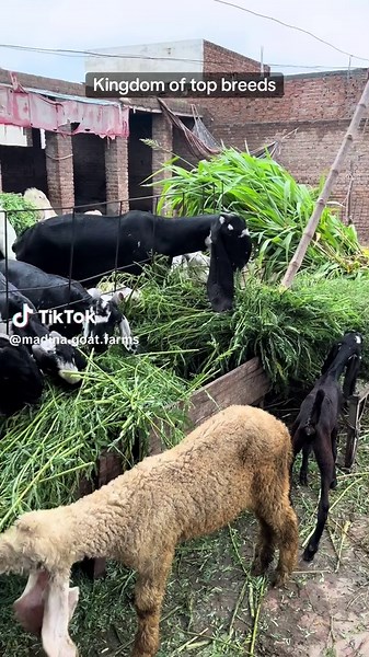 Madina Goat farms Shahpur city on TikTok