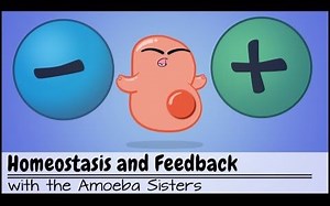 【变形虫姐妹】动态平衡及正负极的反馈