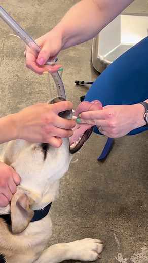 Canine Endotracheal Intubation Process Explained
