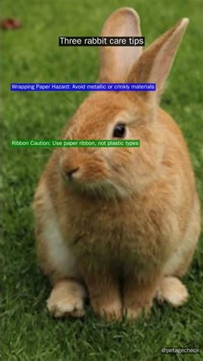 Rabbit Pet Care Tips For the Holidays - 2025 Edition