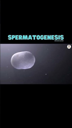 Spermatogenesis | Male reproduction