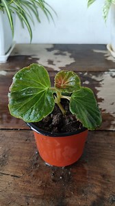 Easy way to grow Begonia plant 🌱 #begonia #gardening #garden #plants #flowers #reels #trendingreels #trendingreelvideos #facebookviral | Gardening Ideas