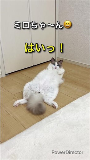 返事してくれるラグドール😸９ヶ月 #cat #ラグドール #ねこ #猫 #いやしねこ #癒し猫 #癒される #へそ天 #ふわふわ猫 #ねこ部 #ねこ動画 #猫と暮らす #猫の日常 #ねこ好き