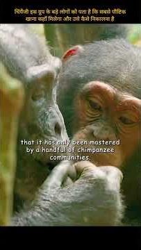 Insaano Ki Tarah Tools Use Karte Hain Ye Chimps! 🐒 Incredible Mother-Child Bond #shorts #shortsfeed