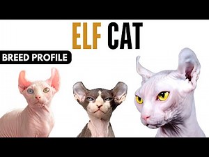 Elf Cat Breed Profile History - Price - Traits - Elf Cat Grooming Needs - Lifespan