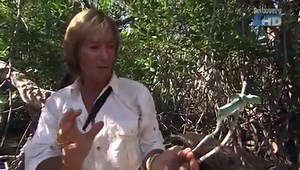 Austin Stevens - Die Drachen von Komodo (3/5)