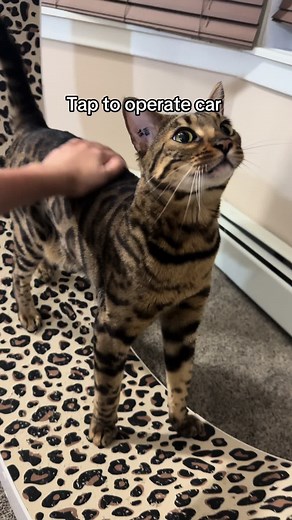 Funny Bengal Cats TikTok Compilation