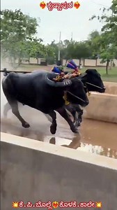 𝗞𝗥𝗜𝗦𝗧𝗔𝗣𝗨𝗥𝗔 𝗞𝗨𝗗𝗜 𝗞𝗔𝗠𝗕𝗔𝗟𝗔 𝟮𝟬𝟮𝟱..(𝗕𝗢𝗟𝗟𝗘💥𝗞𝗔𝗔𝗟𝗘)